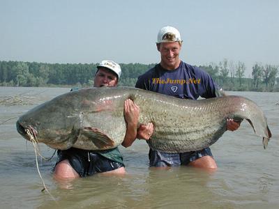 huge blue catfish