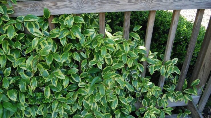 Adorn Railings and Fences Decoration with the Vine