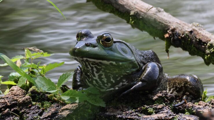 American Bullfrog - Control and Management