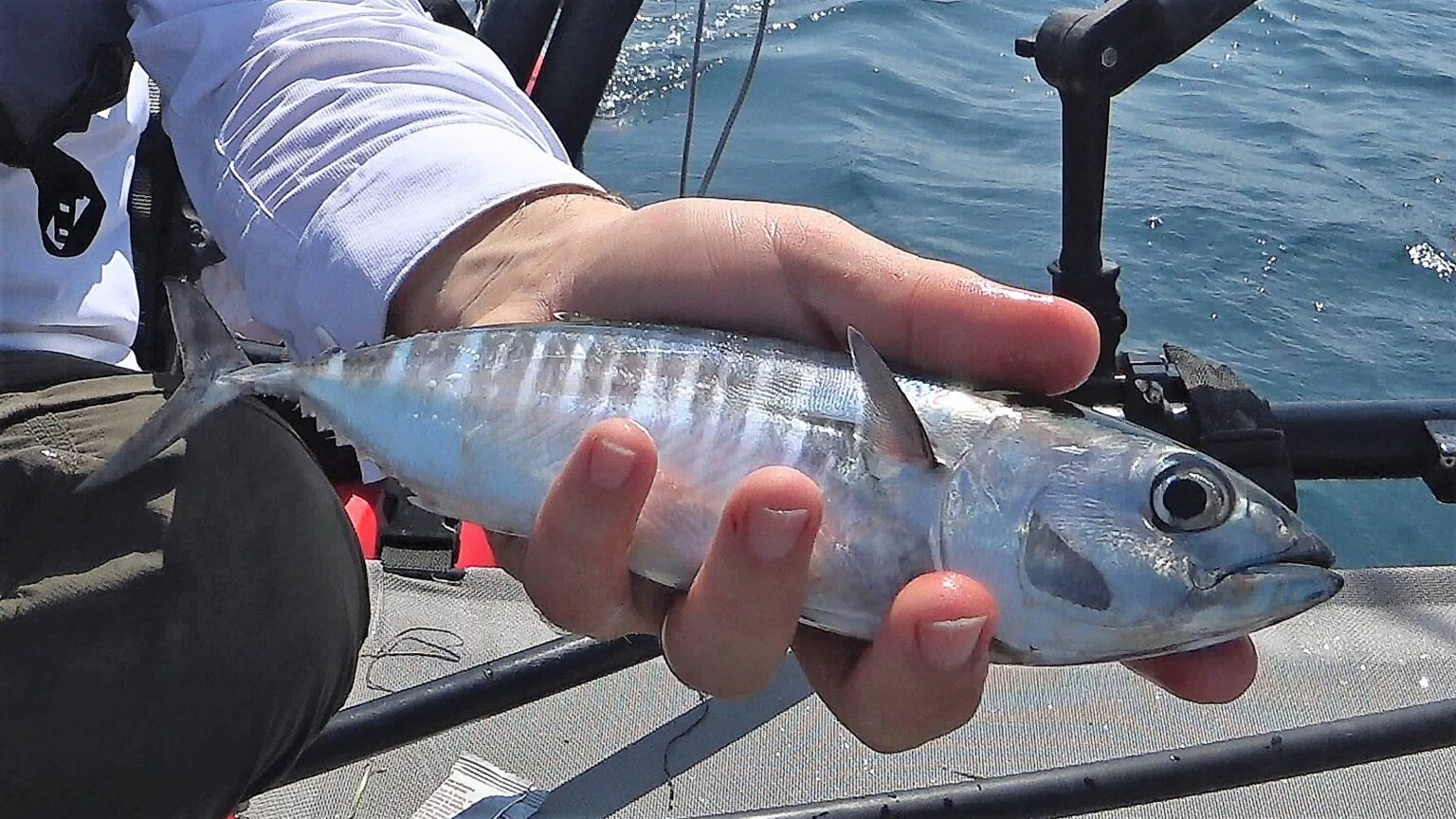 Fish Facts Baby Bluefin Tuna The Jump fish-facts-baby-bluefin-tuna-the-jump