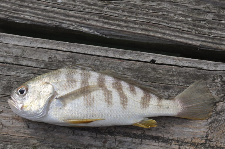 Fish Facts: Banded Drum - The Jump
