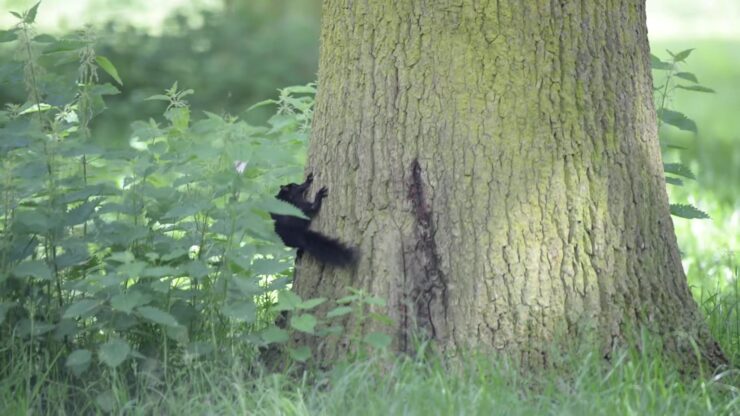 Black Squirrel habitat