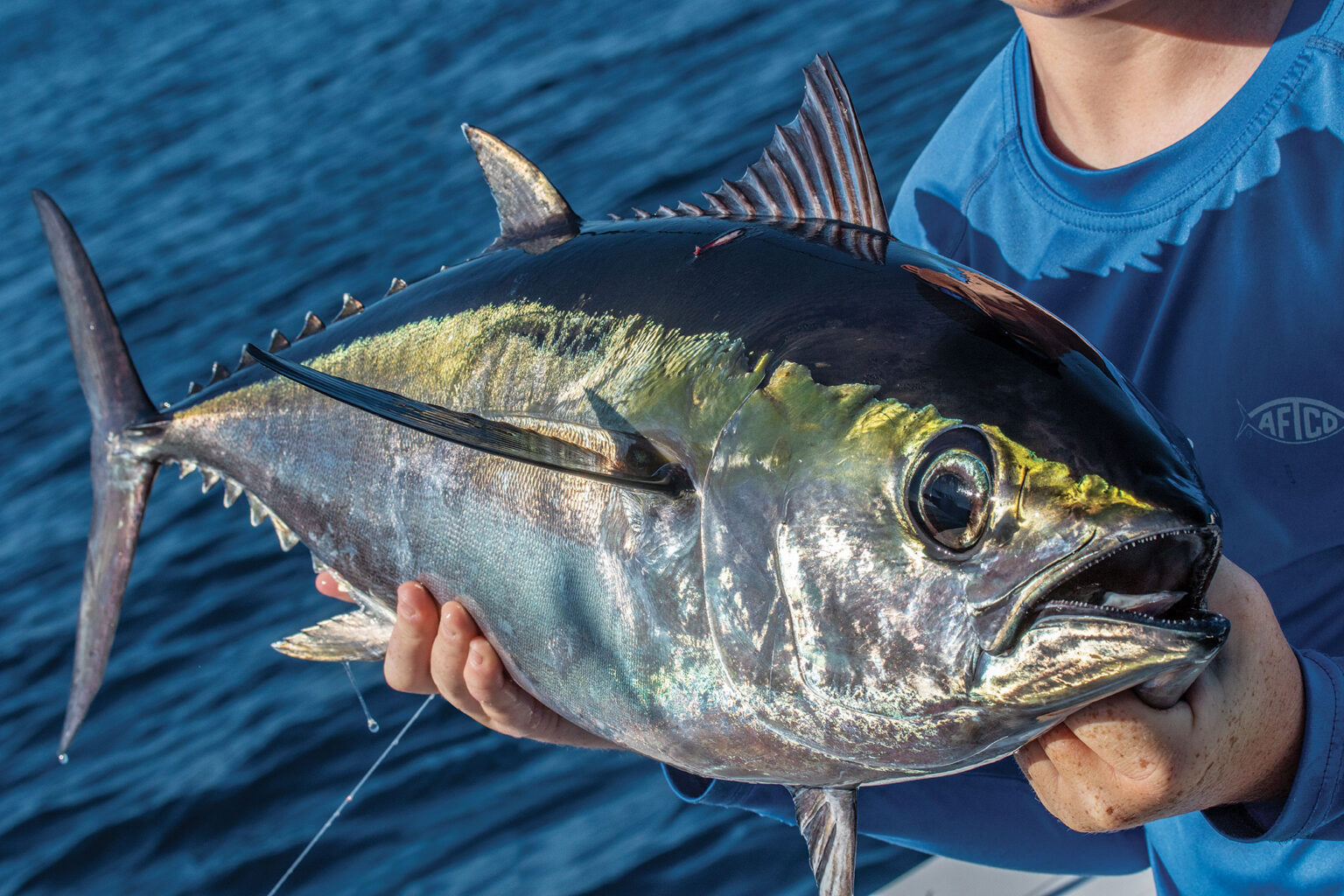 Fish Facts Blackfin Tuna The Jump