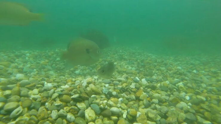 Bluegill Fish Habitat
