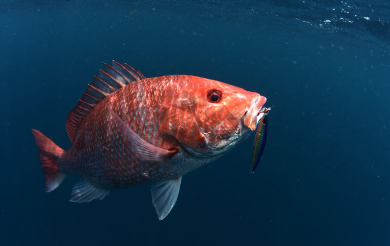 How to Catch Bigger Snapper - The Jump
