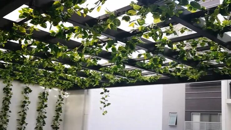 Canopy of Vines