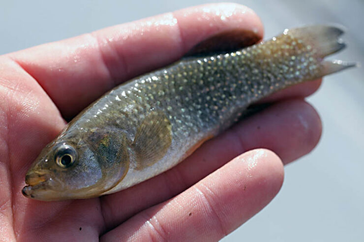 Fish Facts: Cocahoe Minnow - Fundulus grandis - The Jump