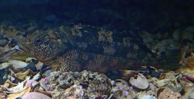 Conservation Status of Rock Cale Fish