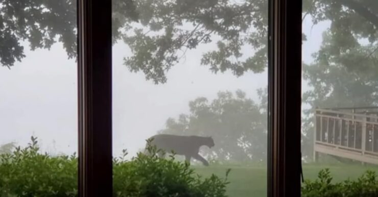 Cougar Oklahoma at the 6 am