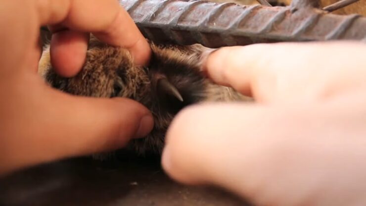 Cougar claws are retractable