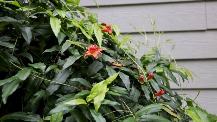 Cross Vine Aesthetics
