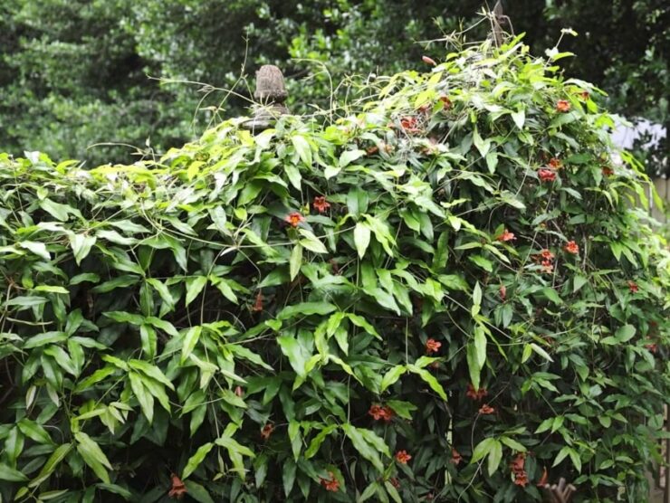Cross Vine as a Fence