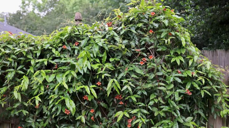Cross Vine with Orange-Red Flowers