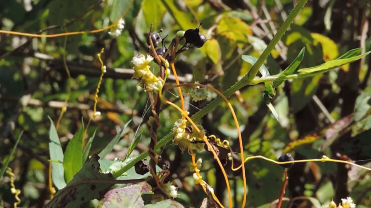 Disposal of the Dodder Vine