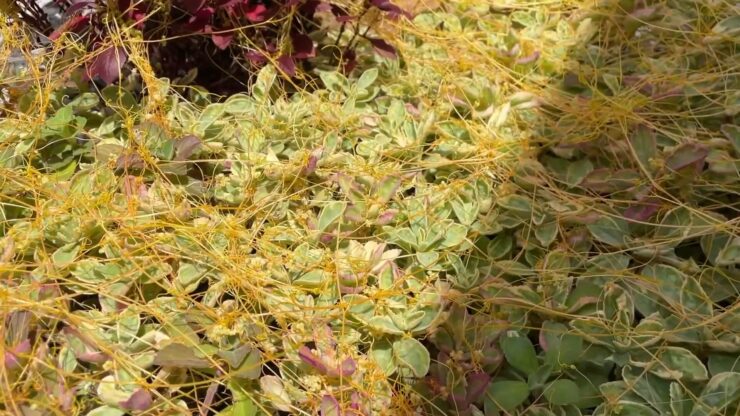 Dodder Parasite Plant