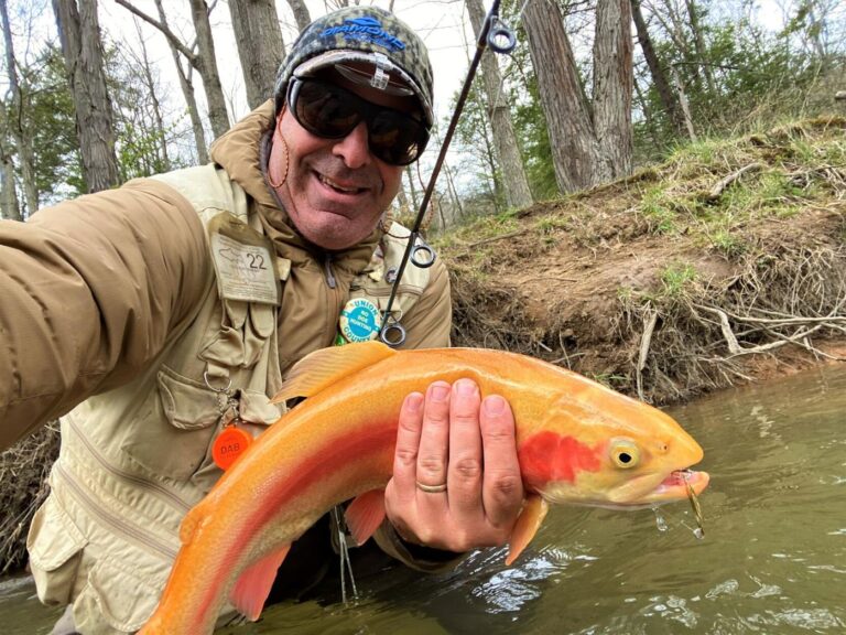 Fish Facts Golden Rainbow Trout The Jump
