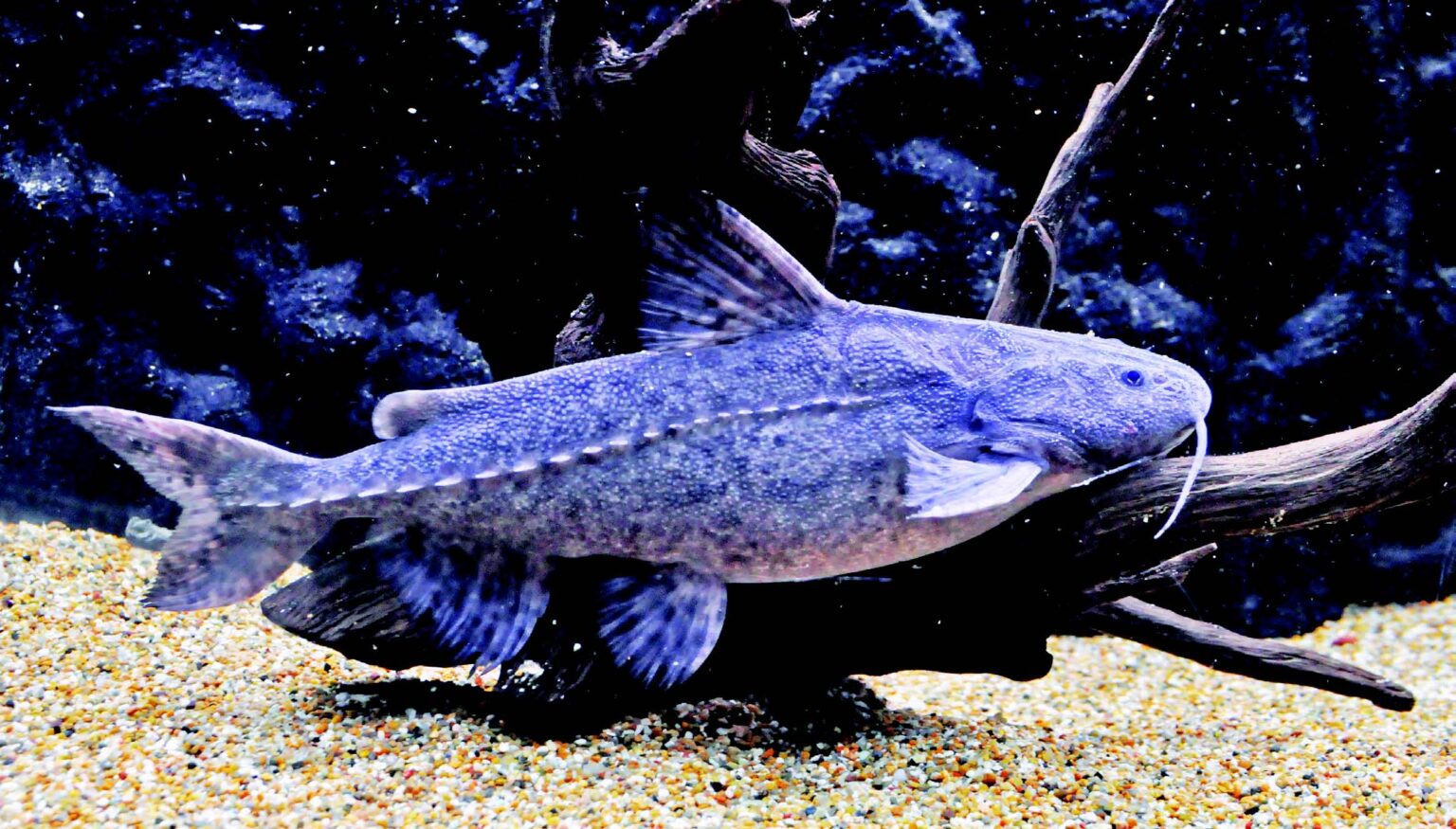 Fish Facts Granulated Catfish Pterodoras Granulosus The Jump