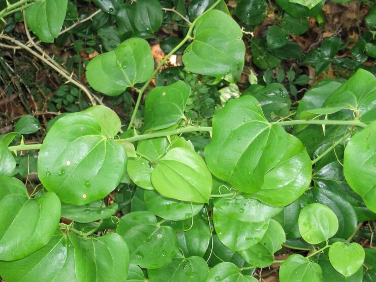Greenbrier - Plant Features