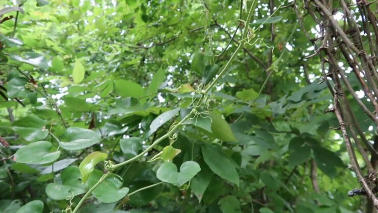 Greenbrier Vine