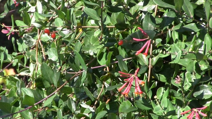 Honeysuckle Vine Native Vine