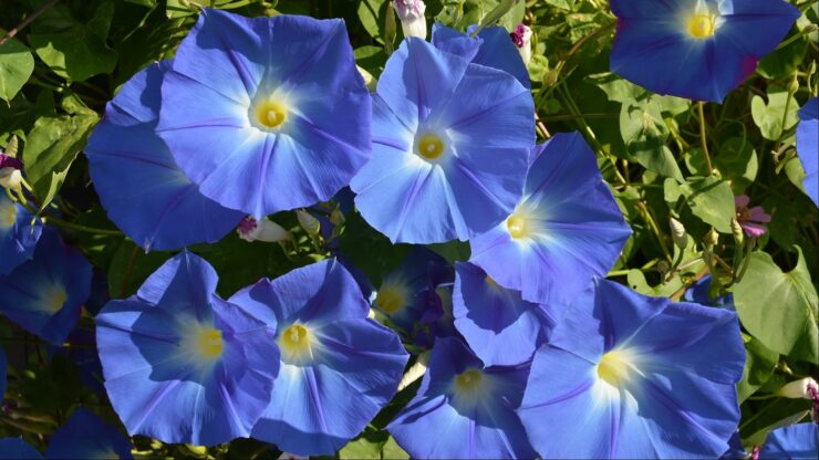 How to Grow Morning Glories