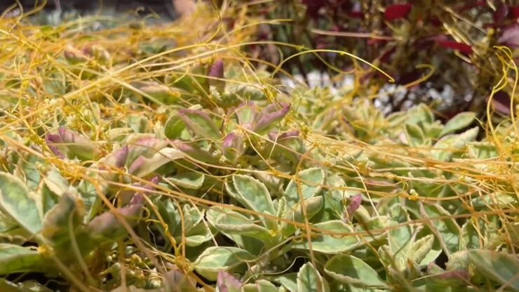 Identify Dodder Vine