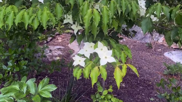 Kousa Dogwood Tree
