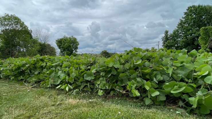 Kudzu Vine