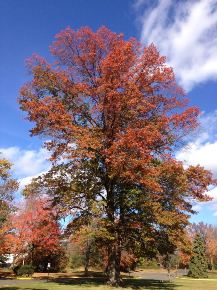 Landscaping - Pin Oak Tree