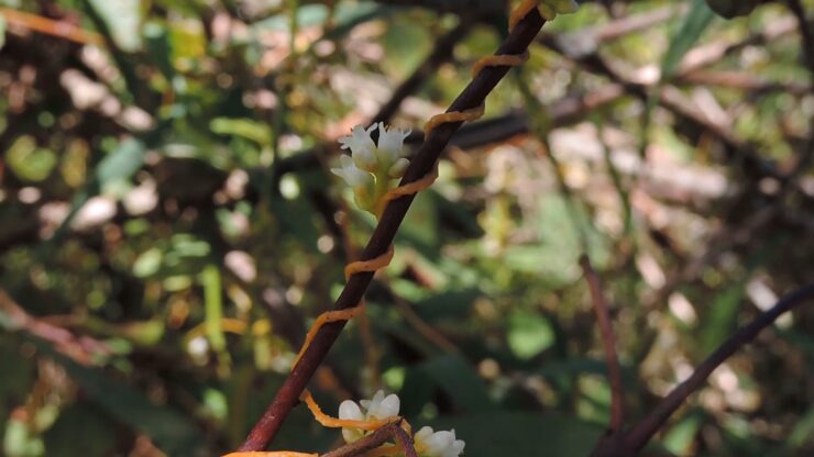 Love Vine or Dodder Vine