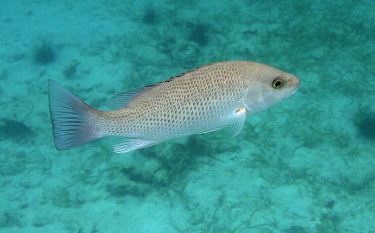 Teen Lands New State-Record Mangrove Snapper