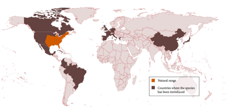 Map of Bullfrogs Distribution in 2005