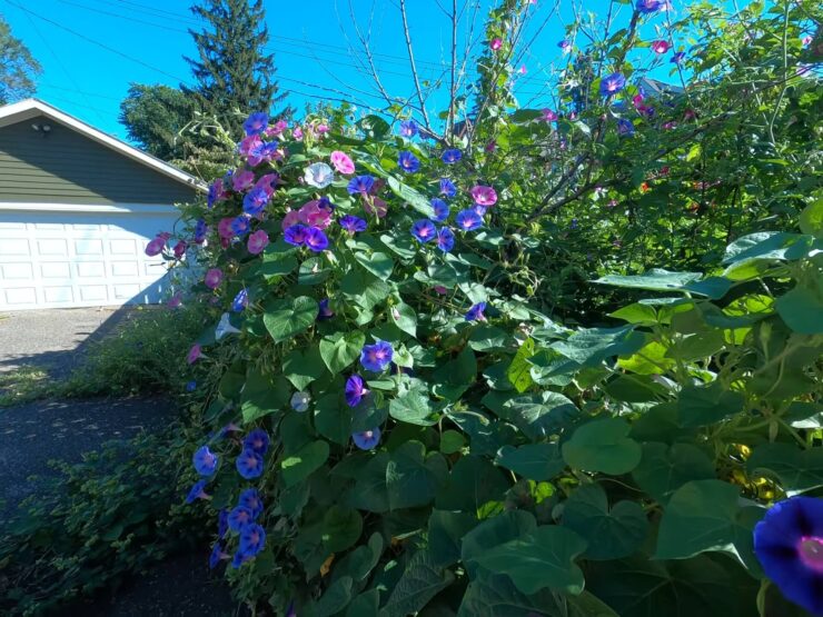 Morning Glory Relaxing garden
