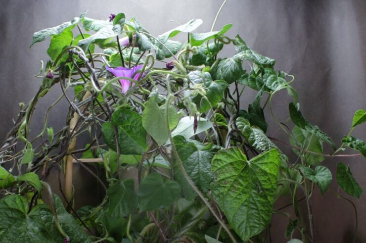 Morning Glory Vine