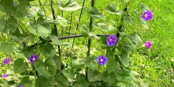 Morning Glory Vines - Garden Trellis