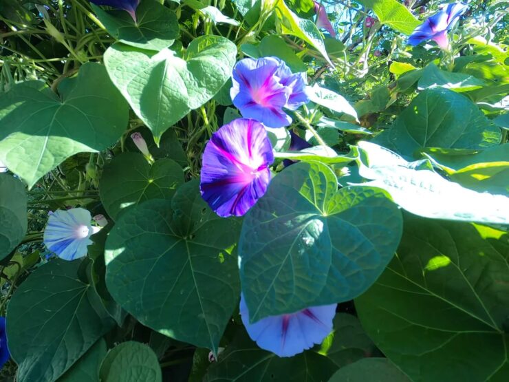 Morning Glory in the Garden