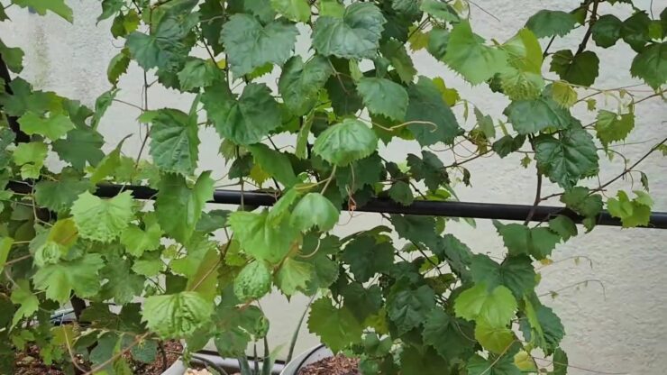 Muscadine Vine