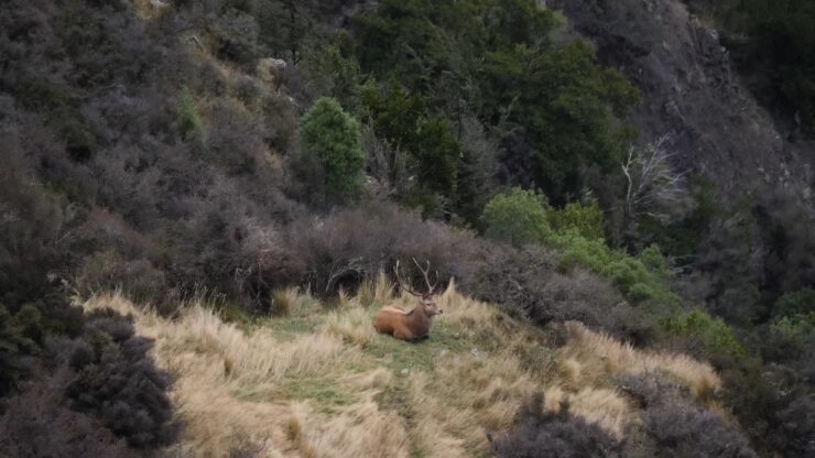Old Buck Hunting - Public Land