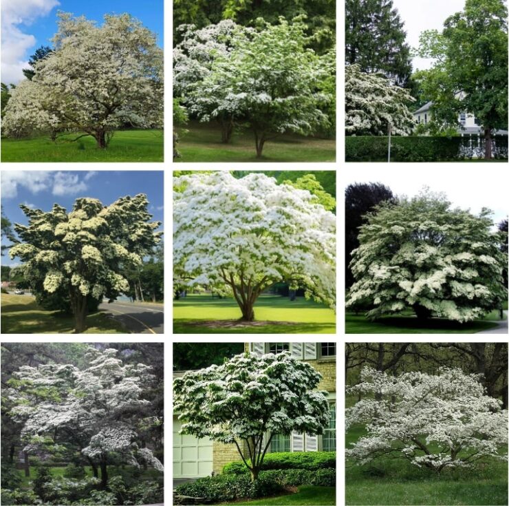 Ornamental Value of Dogwood Tree