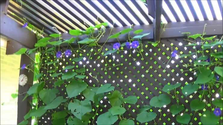 Pergola Decoration with the Morning Glory Vine