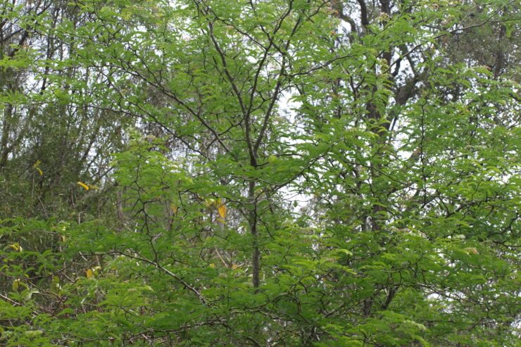 Phytochemical Properties of Water Locust