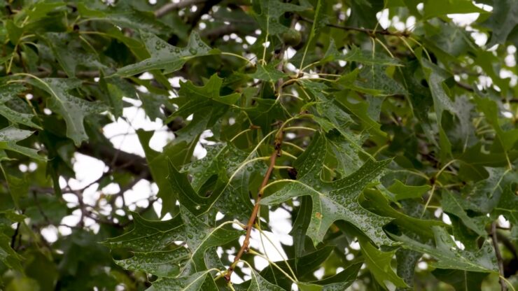 Pin Oak Leaves