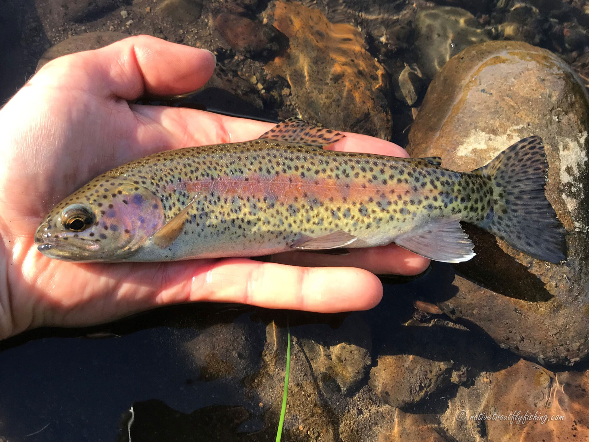 Young Rainbow Trout Picture and Information - The Jump