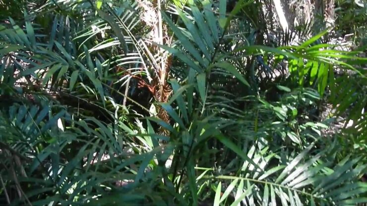 Rattan Vine