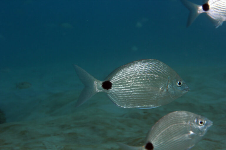Fish Facts: Spottail Pinfish - Diplodus holbrooki - The Jump