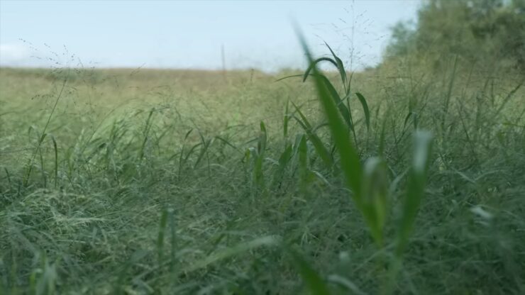 Switchgrass fields