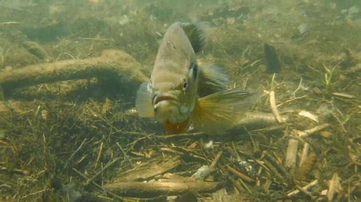 The Bluegill Breeding