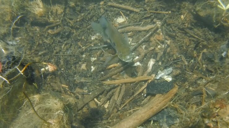 The Bluegill Importance for Ecosystem