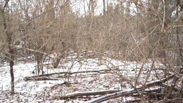 Thicket in the Winter