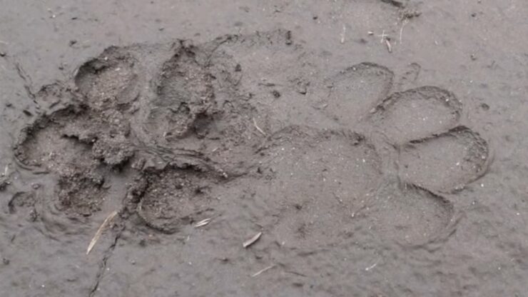 Track Identification - Cougar